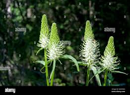 Attēlu rezultāti vaicājumam “Phyteuma spicatum bud”