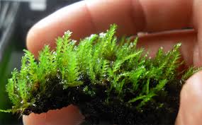 Attēlu rezultāti vaicājumam “Fissidens adianthoides”