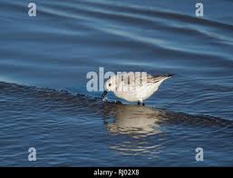 Attēlu rezultāti vaicājumam “Calidris alba adult”