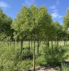 Attēlu rezultāti vaicājumam “Salix x fragilis”