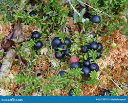 Attēlu rezultāti vaicājumam “Empetrum nigrum fruit”