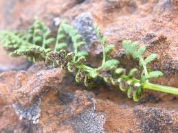 Attēlu rezultāti vaicājumam “Cystopteris fragilis”