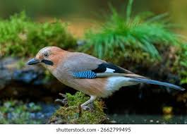 Attēlu rezultāti vaicājumam “Garrulus glandarius”