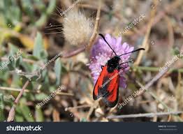 Attēlu rezultāti vaicājumam “Zygaena minos”