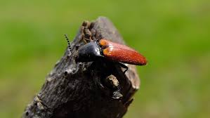 Attēlu rezultāti vaicājumam “Ampedus sp.”