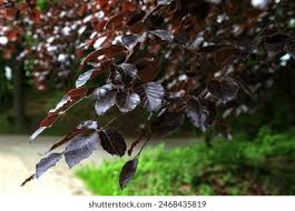 Attēlu rezultāti vaicājumam “Fagus sylvatica fo. purpurea leaf”