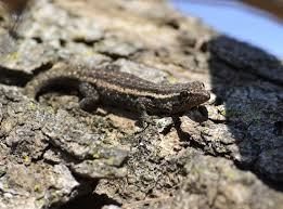 Attēlu rezultāti vaicājumam “Lycogala persicum sessile”