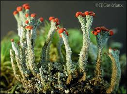 Attēlu rezultāti vaicājumam “Cladonia floerkeana”