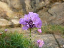 Image result for Grasnelke