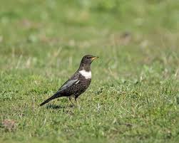 Image result for Turdus torquatus