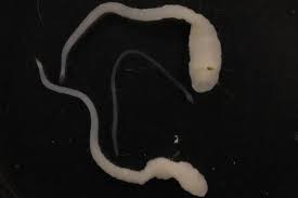 Image result for cestoda excrement dog