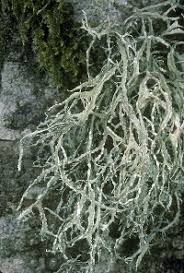 Attēlu rezultāti vaicājumam “Ramalina farinacea”