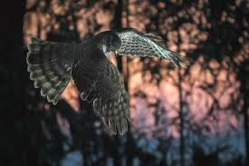 Attēlu rezultāti vaicājumam “Accipiter nisus”