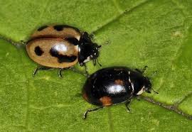 Attēlu rezultāti vaicājumam “Coccinella hieroglyphica”