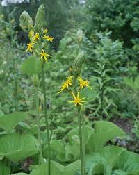 Attēlu rezultāti vaicājumam “Ligularia sibirica flower”