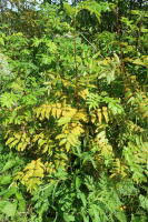 Attēlu rezultāti vaicājumam “Gymnosporangium cornutum”