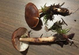 Attēlu rezultāti vaicājumam “Collybia sp.”