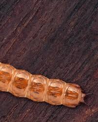 Attēlu rezultāti vaicājumam “Cucujus cinnaberinus larva”