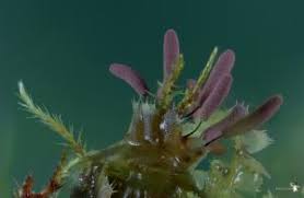 Attēlu rezultāti vaicājumam “Comatricha ellae macro”