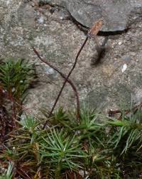 Attēlu rezultāti vaicājumam “Polytrichum juniperinum”