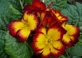 Attēlu rezultāti vaicājumam “Primula x margotae flower”