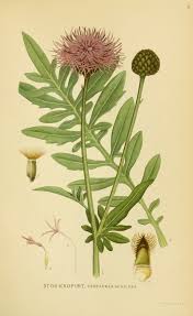 Attēlu rezultāti vaicājumam “Centaurea scabiosa”