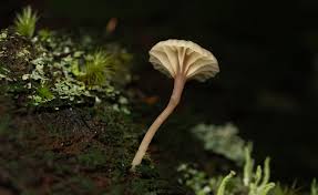 Attēlu rezultāti vaicājumam “Lichenomphalia umbellifera”