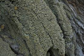 Attēlu rezultāti vaicājumam “Hypocenomyce scalaris”