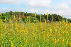 Attēlu rezultāti vaicājumam “Agrimonia eupatoria flower”