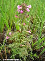 Attēlu rezultāti vaicājumam “Pedicularis palustris flower”