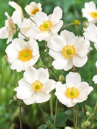 Image result for Anemonenarten