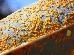 Attēlu rezultāti vaicājumam “Melampsora epitea”