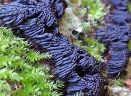 Attēlu rezultāti vaicājumam “Stemonaria irregularis”