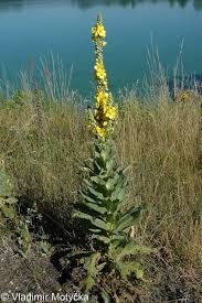 Image result for Verbascum densiflorum