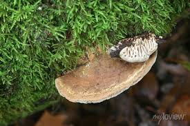 Attēlu rezultāti vaicājumam “Daedalea quercina”