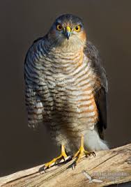 Attēlu rezultāti vaicājumam “Accipiter nisus male”