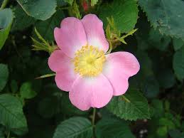 Image result for Rosa canina