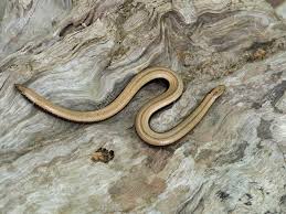 Attēlu rezultāti vaicājumam “Anguis fragilis adult”