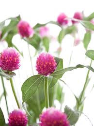 Image result for Kugelamarant