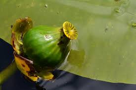 Attēlu rezultāti vaicājumam “Nuphar lutea fruit”