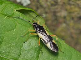 Attēlu rezultāti vaicājumam “Dryophilocoris flavoquadrimaculatus”