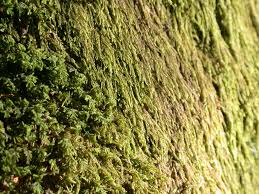 Attēlu rezultāti vaicājumam “Hypnum”