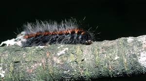 Attēlu rezultāti vaicājumam “Macrothylacia rubi larva”