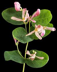 Attēlu rezultāti vaicājumam “Lonicera tatarica flower”