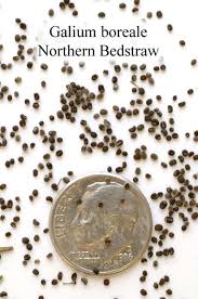 Attēlu rezultāti vaicājumam “Galium boreale fruit”