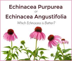 Image result for Echinacea angustifolia