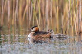 Attēlu rezultāti vaicājumam “Podiceps cristatus juvenile”