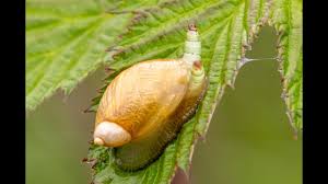 Attēlu rezultāti vaicājumam “Leucochloridium paradoxum”