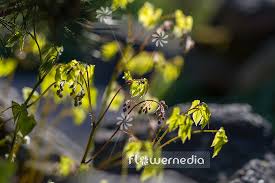 Attēlu rezultāti vaicājumam “Epimedium alpinum  flower”