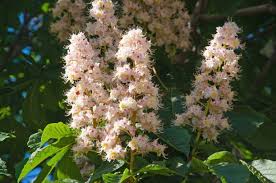 Attēlu rezultāti vaicājumam “Aesculus hippocastanum flower”
